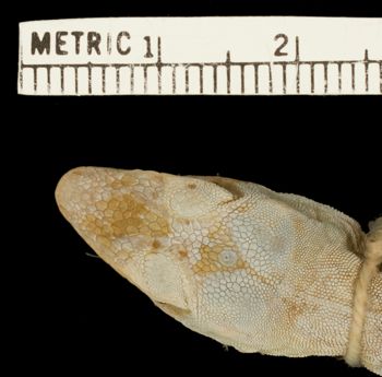 Media type: image;   Herpetology R-2172 Aspect: head dorsal